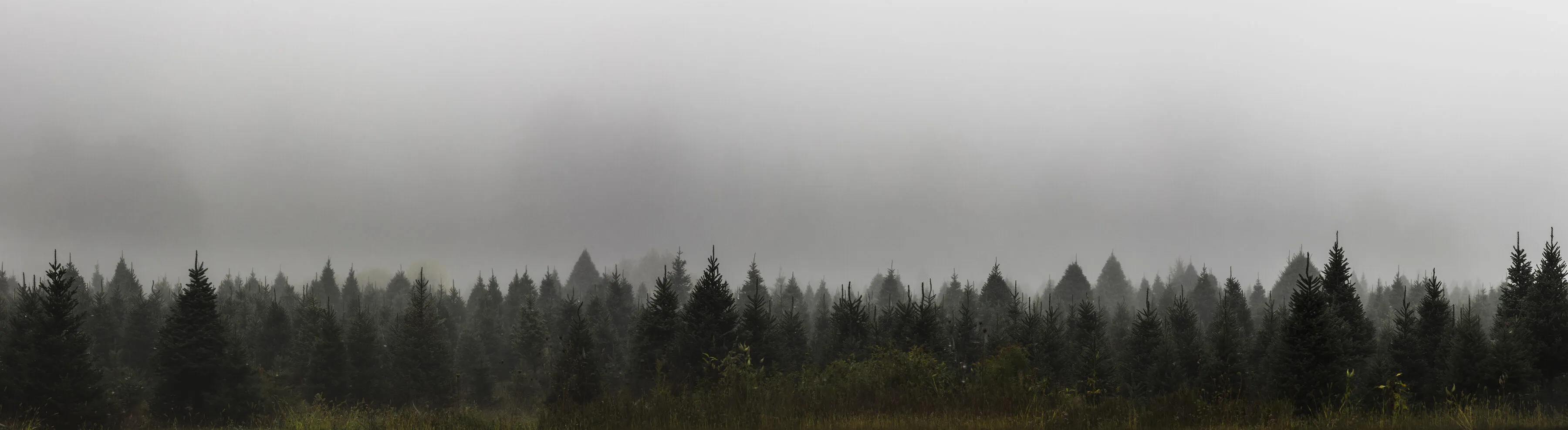 Rows of spruce and fir in morning fog